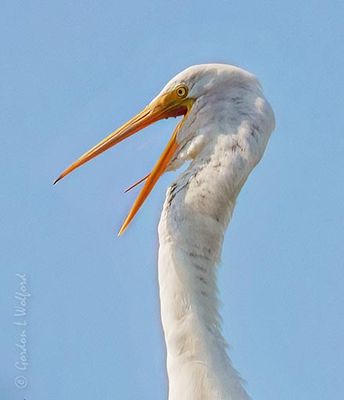 Great Egret Yawning DSCN012867 (crop)