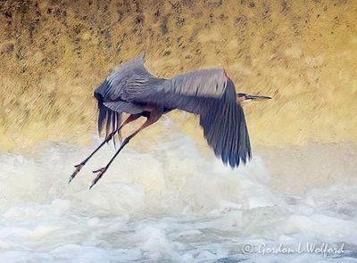 Great Blue Heron Flying Past Dam Overflow DSCN013161