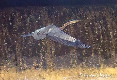 Great Blue Heron Flying Past Dam Overflow DSCN013162