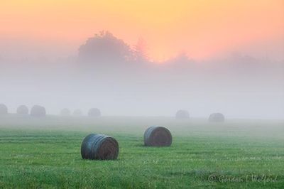 Bales In Sunrise Fog 90D127286-90