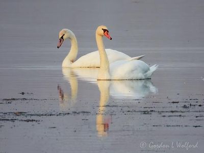 Immature & Adult Mute Swans DSCN013305