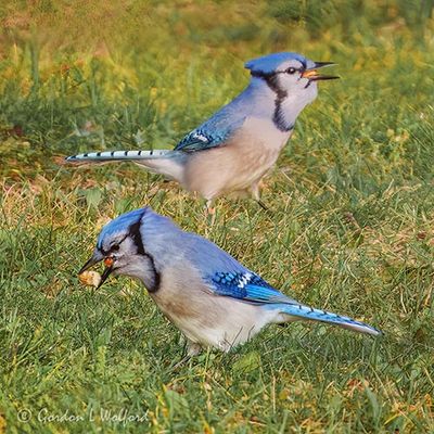 Two Blue Jays With Mouthfuls DSCN013501