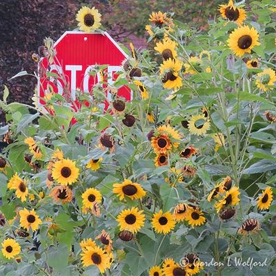 Stop And Smell The Sunflowers DSCN013593