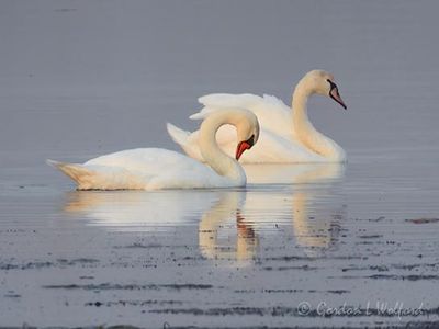 Adult & Immature Mute Swans DSCN013308