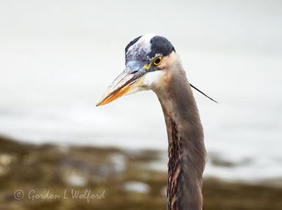 Great Blue Heron Head DSCN013759