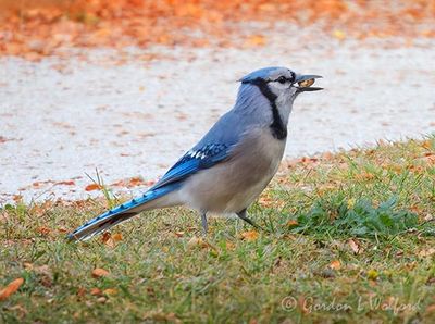 Blue Jay With A Mouthful DSCN013878