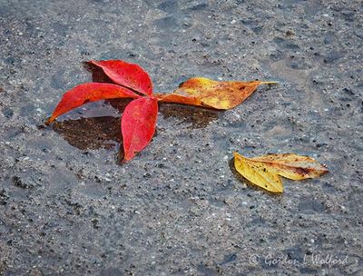Fallen Fall Leaves On Wet Concrete DSCN013927