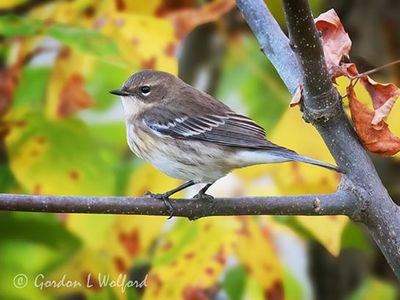 Autumn Yellow-rumped Warbler DSCN013863