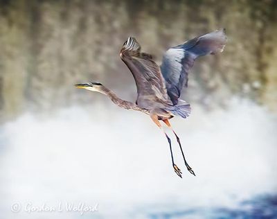 Great Blue Heron Taking Flight DSCN014067