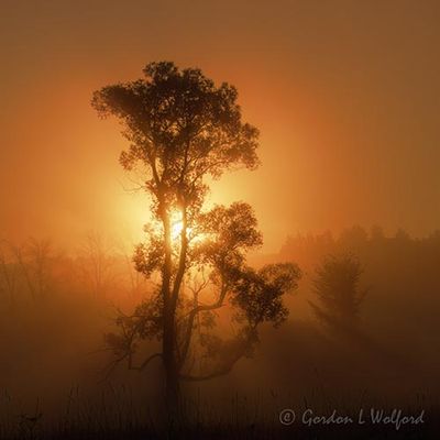 Tree In Sunrise Fog 90D129443