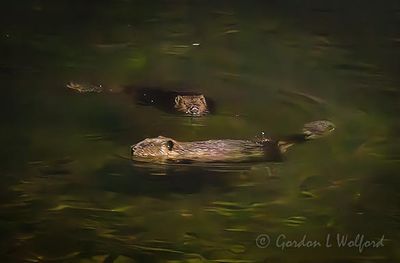 Two Beavers Swimming At Night 90D130313