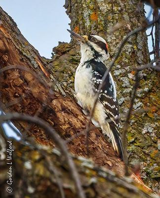 Male Hairy Woodpecker Looking Up DSCN014894