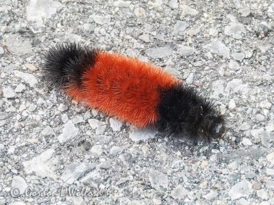 Woolly Bear Caterpillar DSCN015051