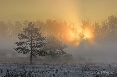 Sunrise Sunbeans 90D131429