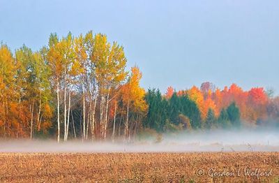 Fall Foliage Beyond Ground Fog 90D131329