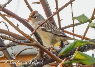 Immature White-crowned Sparrow DSCN014584