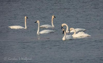 Six of Eight Trumpeter Swans DSCN015377