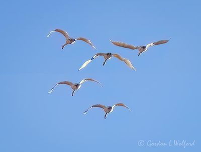 Five Trumpeter Swans In Flight DSCN015586