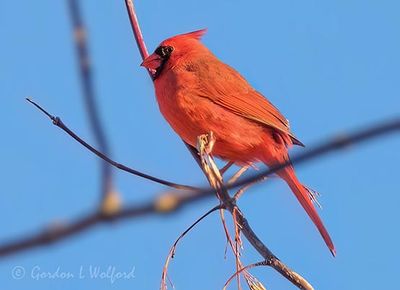 Male Northern Cardinal DSCN015564