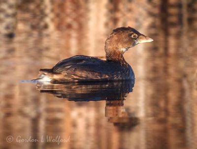 Grebes of Smiths Falls