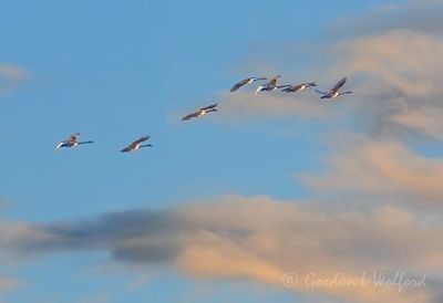 Seven Trumpeter Swans In Flight DSCN015660