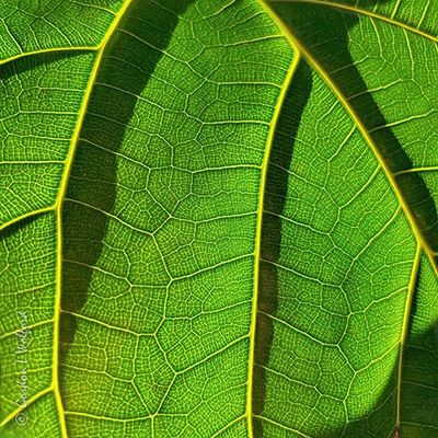 Leaf Veins (iPhone14-3656)