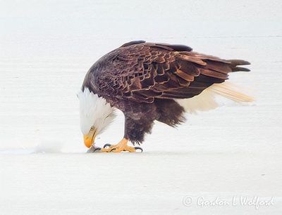 Bald Eagle On Ice Eating DSCN156757