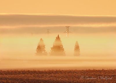 Cloud Bank Beyond Three Trees In Ground Fog DSCN016017