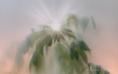 Rays of Hope: Sun Through Foggy Foliage (iPhone14-3666)