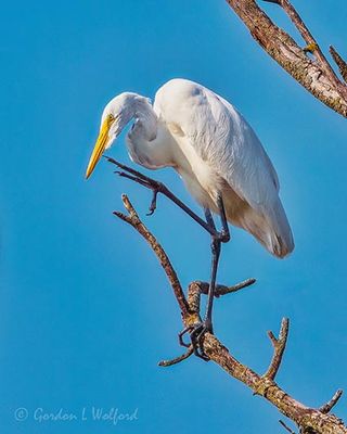 Great Egret Scratching An Itch DSCN012877