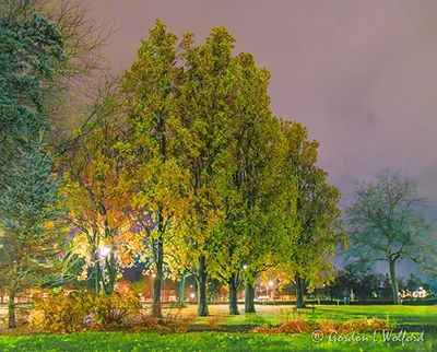 Centennial Park Late Autumn Trees At Night 90D133447.52