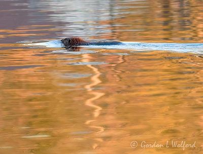 Swimming Beaver DSCN015929