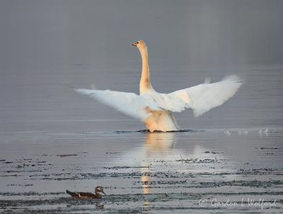 Mute Swan Spreading Wings DSCN013293