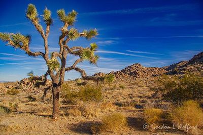 Joshua Tree 24702