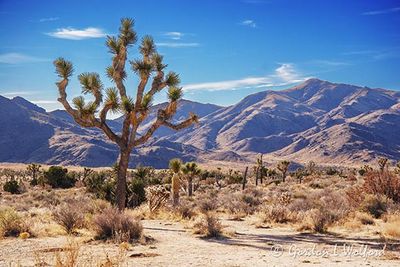 Joshua Tree 24705