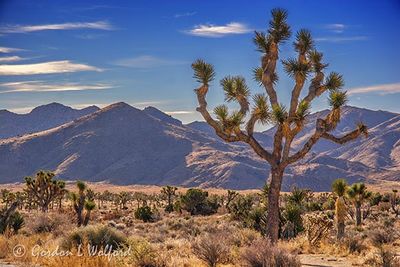 Joshua Tree 24706