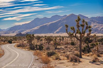 Joshua Tree 24712