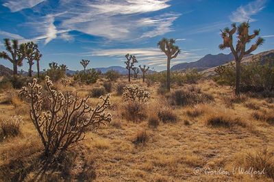 Joshua Tree 24719