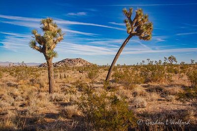 Two Joshua Trees 24698