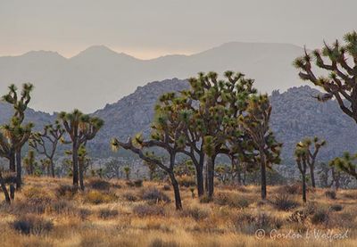 Joshua Tree 25598