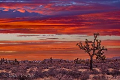 Joshua Tree 25237