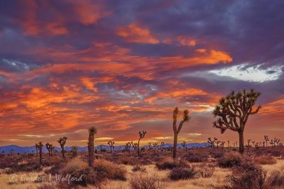Joshua Tree 25231