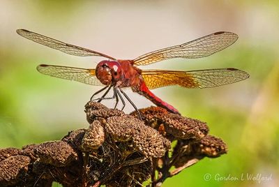 Dragonflies & Damselflies of Smiths Falls
