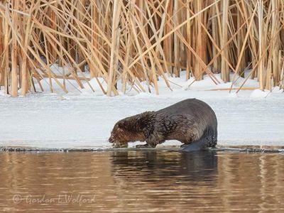 Otter With A Catch DSCN016351