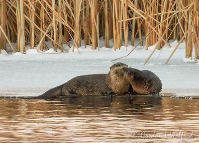 Otter Affection DSCN016325