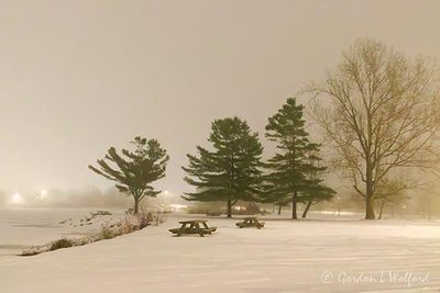 Four Trees On A Foggy Night 90D134599