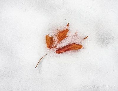 Red Leaf In Snow DSCN016622