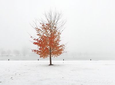 Late Autumn Tree On A Foggy Day DSCN016618