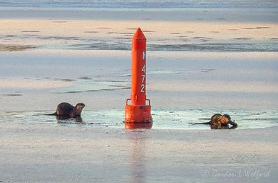 Two Otters Near Red Channel Marker DSCN016680