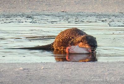 Otter On Ice With Catch DSCN016689